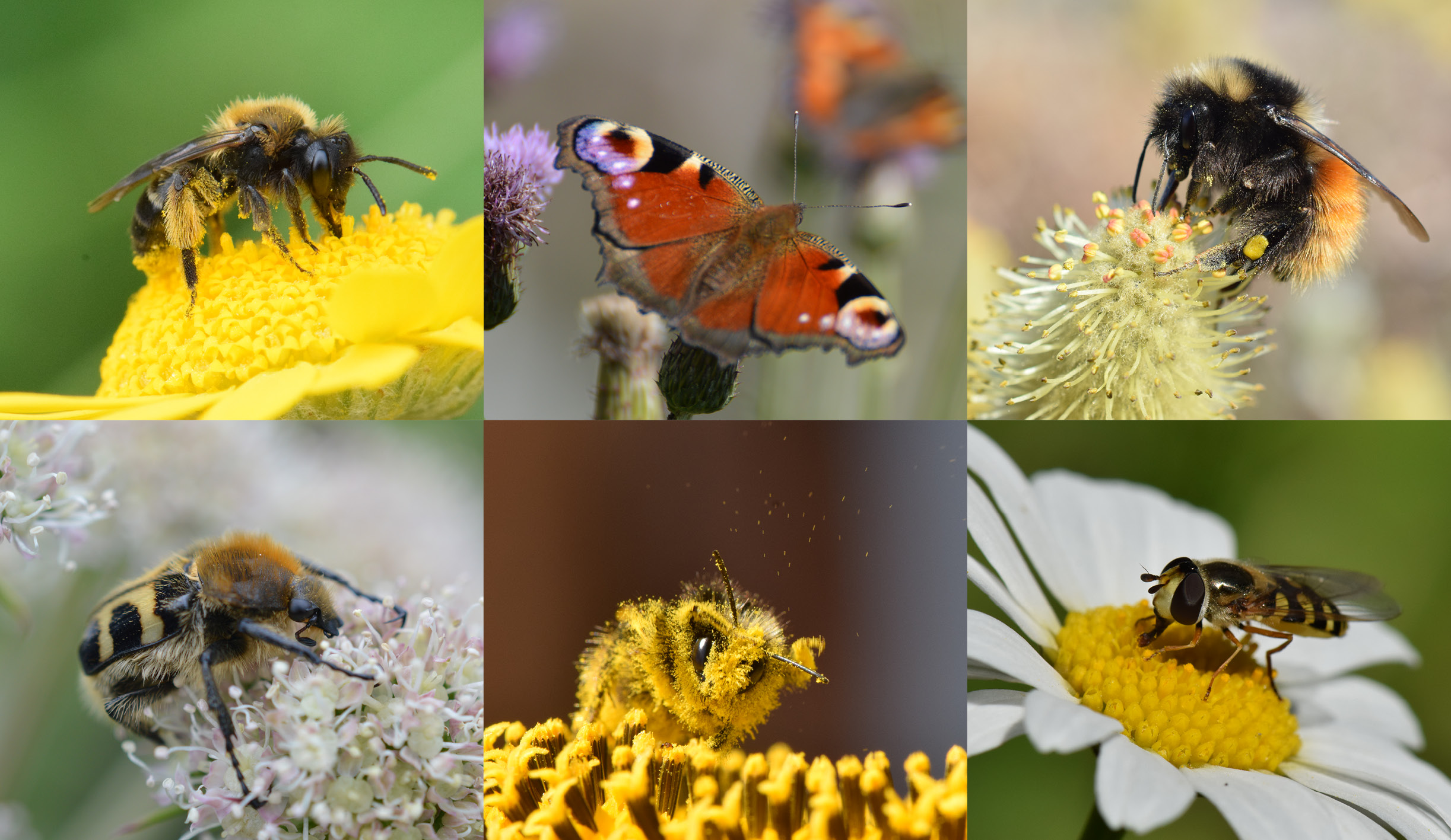 Pollinerende insekter i arbeid 