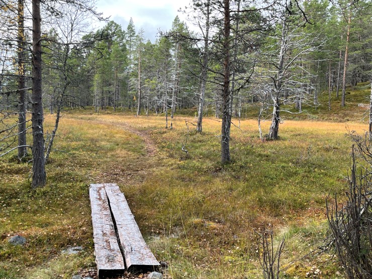 sti gjennom furuskog i haustfargar