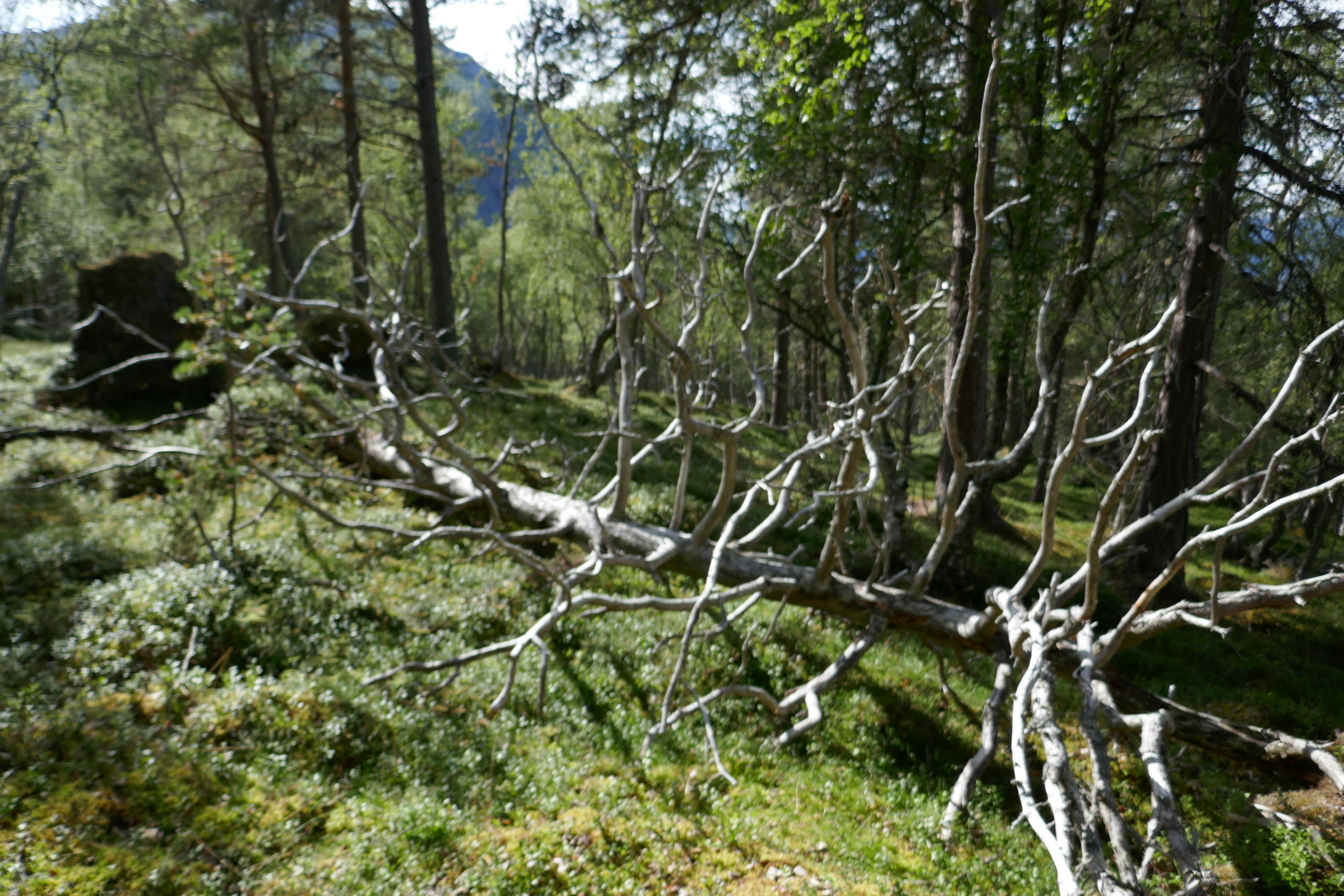 gamal furu på skogbotn