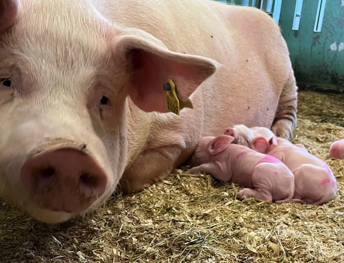 Foto: Anette Brede/Brede Bacon