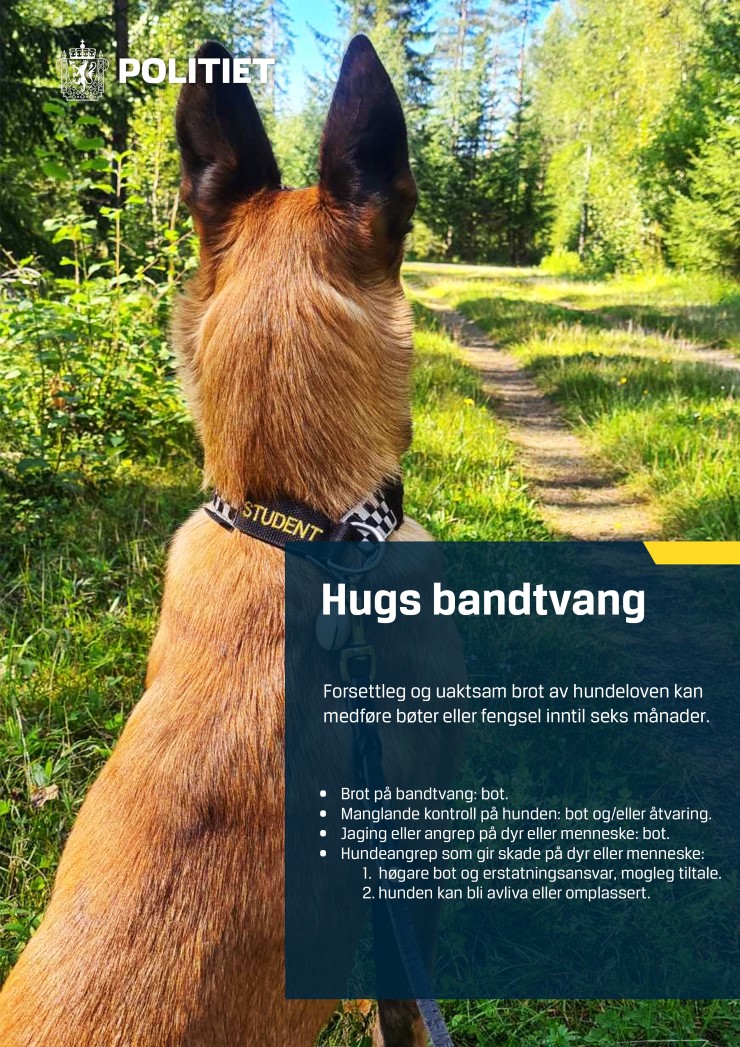 Politihund i grøn natur