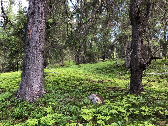 Rik gammel granskog i Viengskletten naturreservat.