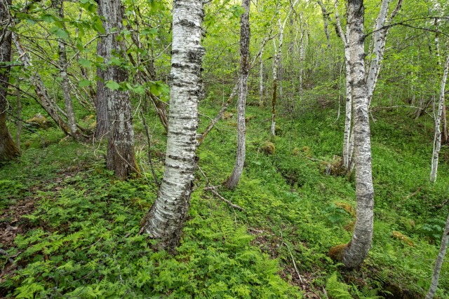 Bjørkeskog-edellauvskog ved Geitåa i Bøverdalen. Foto: Øivind Leren.