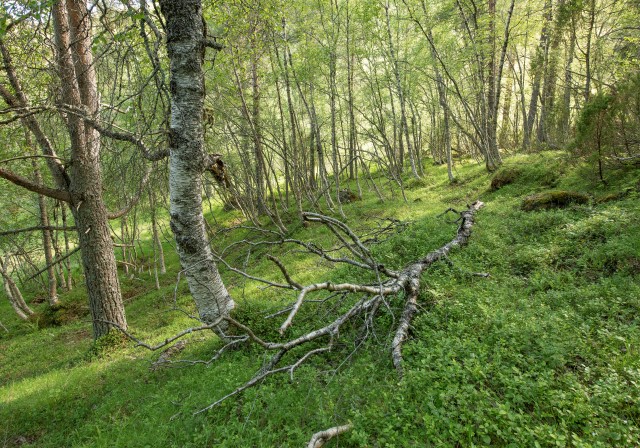 Blåbærskog ved Ytste-Skotet. Foto: Øivind Leren.
