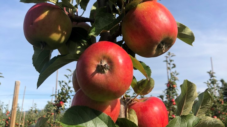 Epletre med raude epler. Blå himmel.