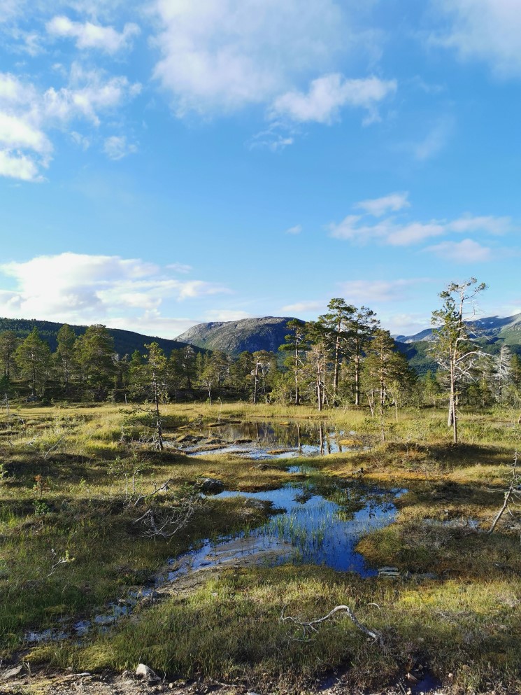 De fine myrene betyr mye for fuglelivet i nasjonalparken. 