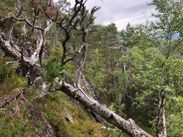 Der det finst mykje død ved finst det også mykje  liv. Insekt, sopp, lav og mose, og ei lang rekke fuglar treng død ved for å leve livet sitt. Skogen her i Kudalen har plass til mange artar. 
