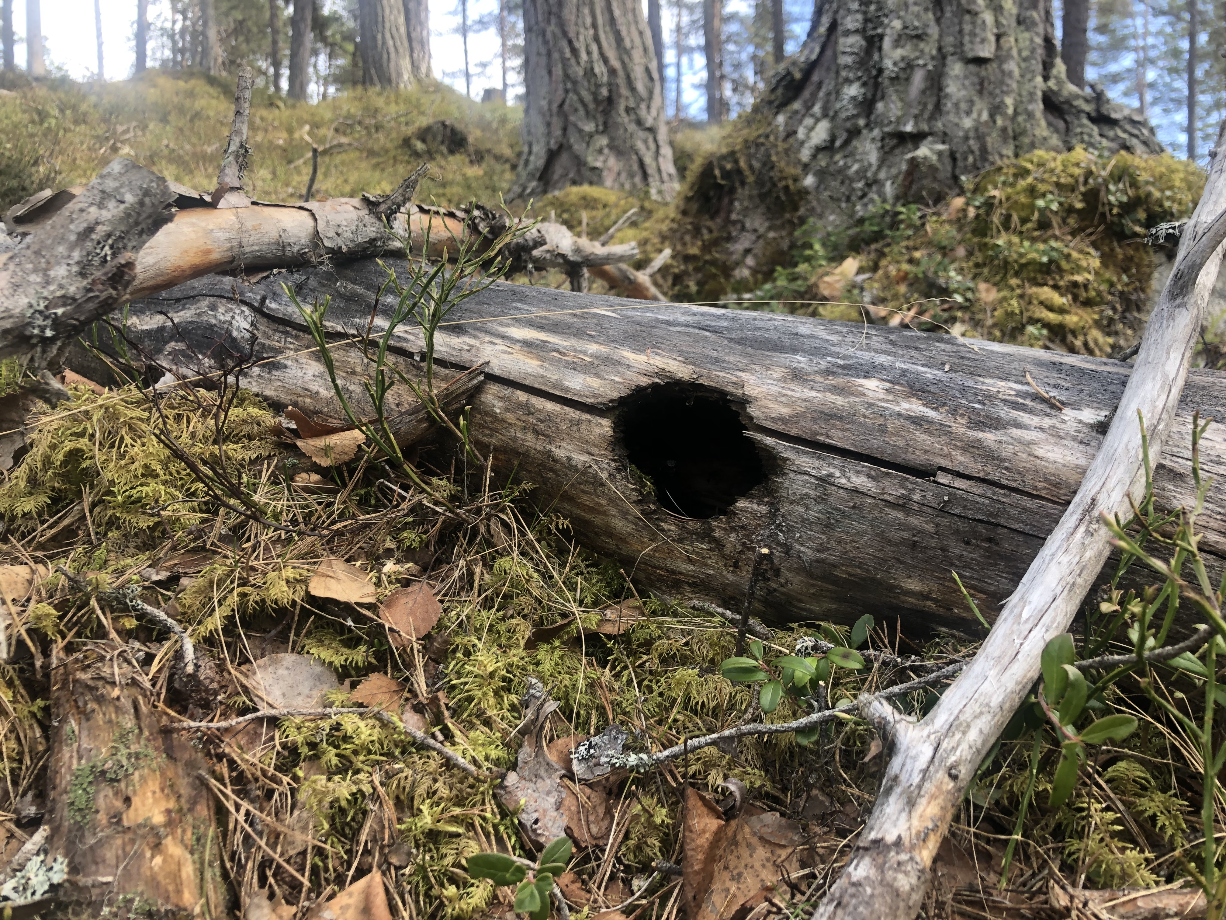 Ein stokk med eit hol i  ligg på mosegrodd skogbotn