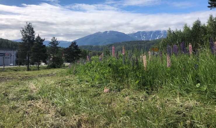 Når ein klypper vegkantane er det viktig å starte tidleg nok. Då rekker ikkje lupinane å setje blomster eller utvikle frø. Her ser vi at det er klypt gras rundt lupinane, truleg fordi dei er fine å sjå på? Hugs å klypp lupinane først neste gong, slik kan vi ta vare på den naturlege vegkantfloraen.