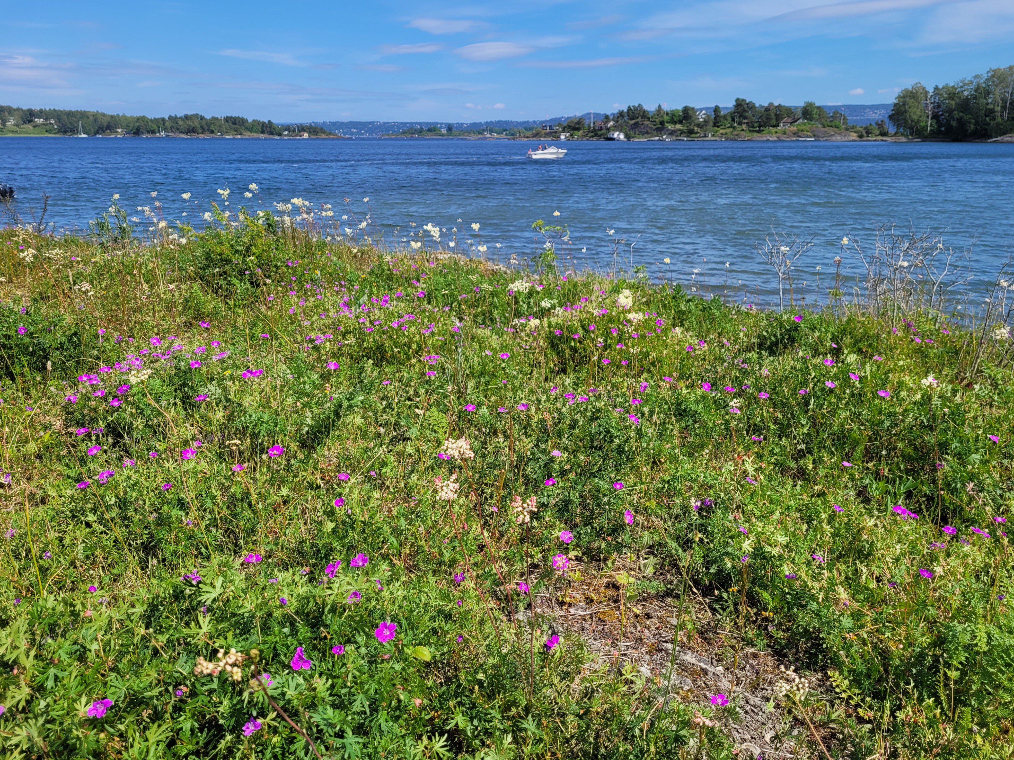 Åpen grunnlendt kalkmark. Åpen grunnlendt kalkmark på Malmøya.|Foto: Siri Lie Olsen/NINA © CC BY 4.0