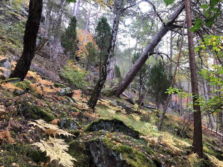 I Buggastrondi er det både tørr kallkfuruskog, edellauvtre og gamal boreal lauvskog. Vi tilrår å opprette eit naturreservat her for å ta vare på disse nasjonale verneverdiane. 