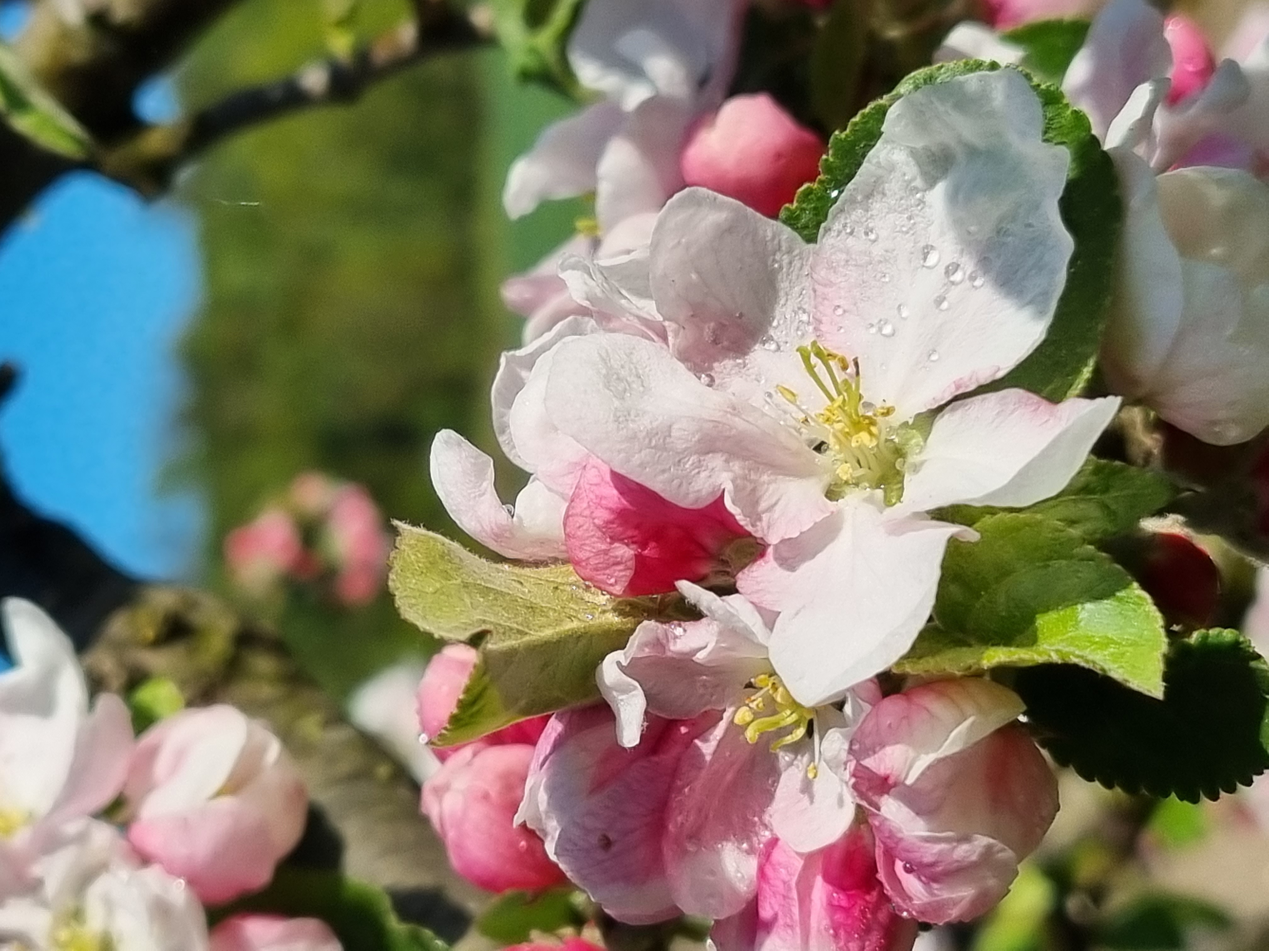 Epleblomster