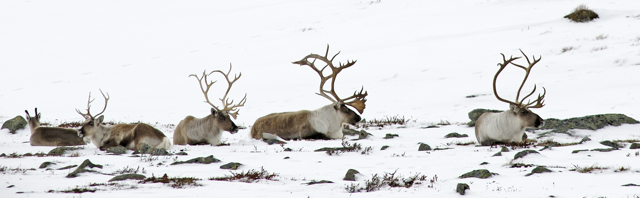 Rein som ligger på snø og barmark.