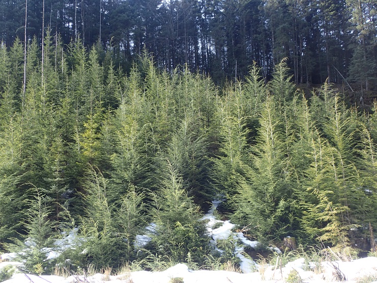 Felt der det tidlegare har stått hogstmogen hemlokk. Etter hogsten vart det planta gran i feltet, men etter nokre år er det likevel hemlokken som dominerer. 