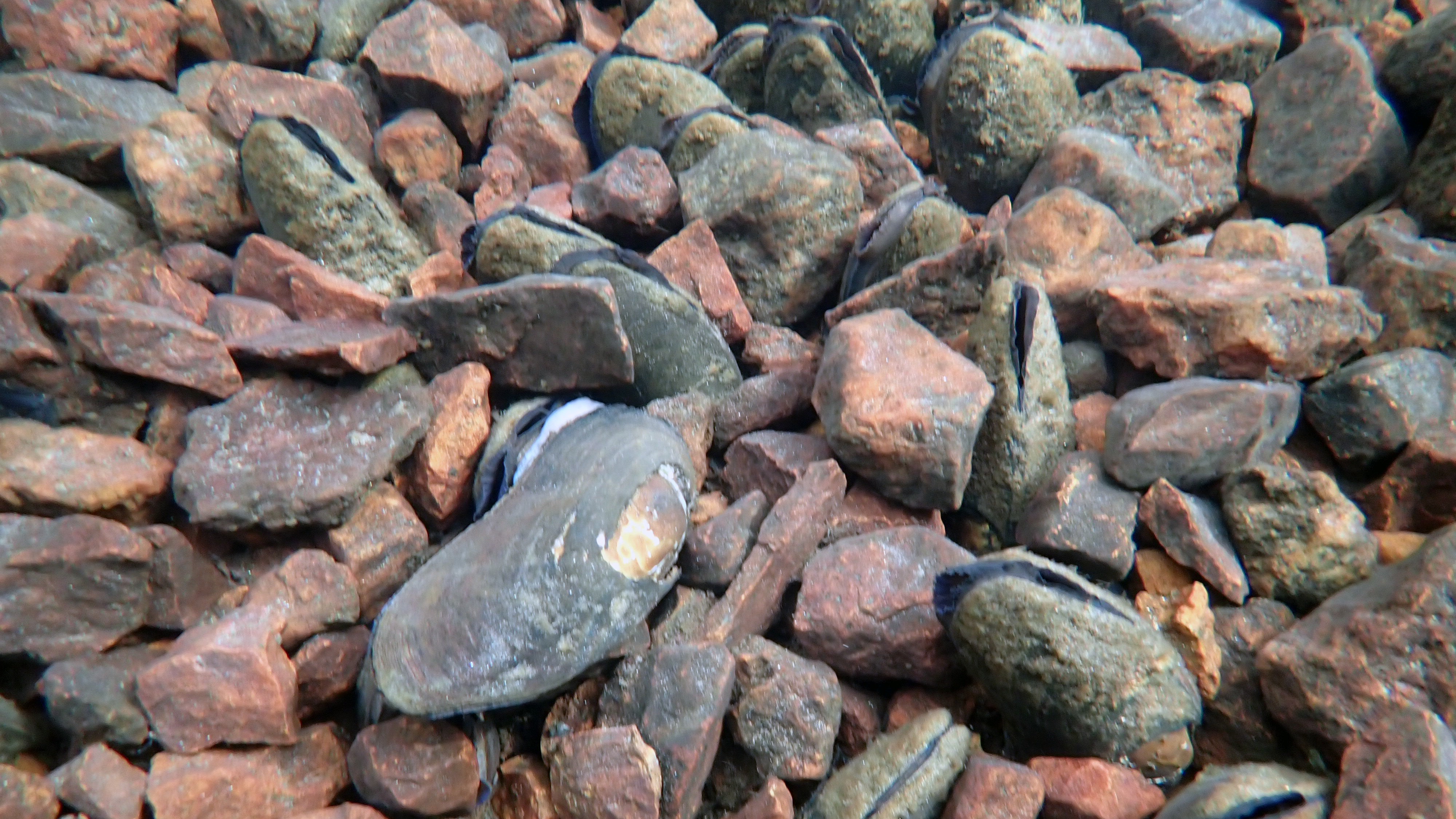 Elvemuslingene lever på elvebunnen, men starter livet som en parasitt på fisk.