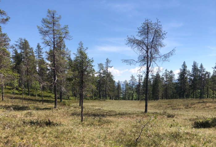 Vi sender på høyring framlegg om vern av Vestreim i Sogndal kommune. Området ligg mellom 500 og 900 meter over havet i ei sørvendt li, og inneheld fleire ulike typar skog. Dei sørlegaste og lågaste områda er dominert av gammal furuskog med høg bonitet, som er særleg interessant for vern. 