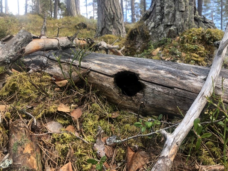 Rådgivande Biologer vurderer at det er potensiale for nye funn av raudlista artar i området, særleg knytt til daud ved i dei sørlege delane av skogen. 