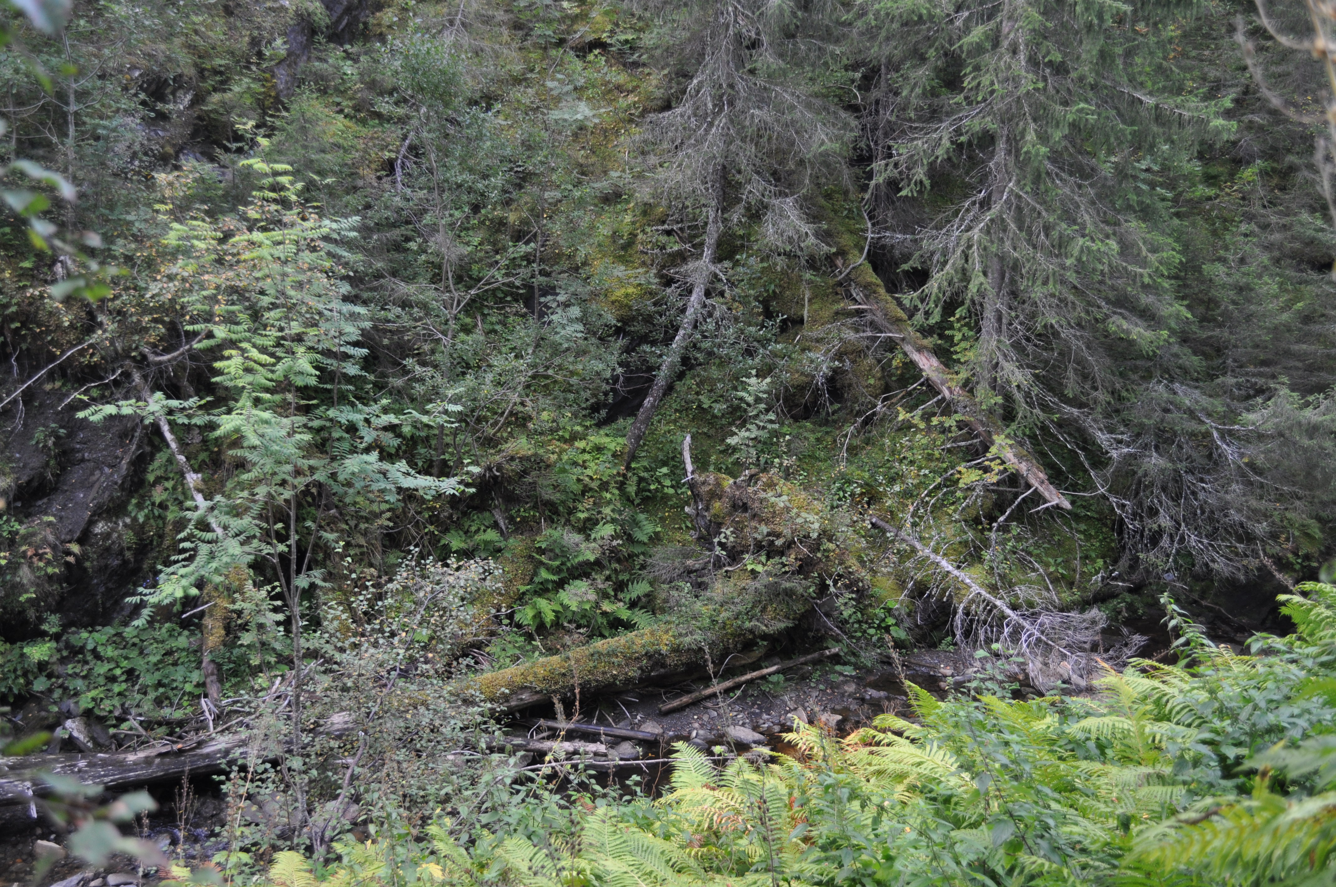 Bilde fra Stavåa og Skauma naturerservat. Her ser vi en bekk nederst med frodig vegetasjon på ene siden og en mindre frodig skog på andre siden. blobid0.jpg