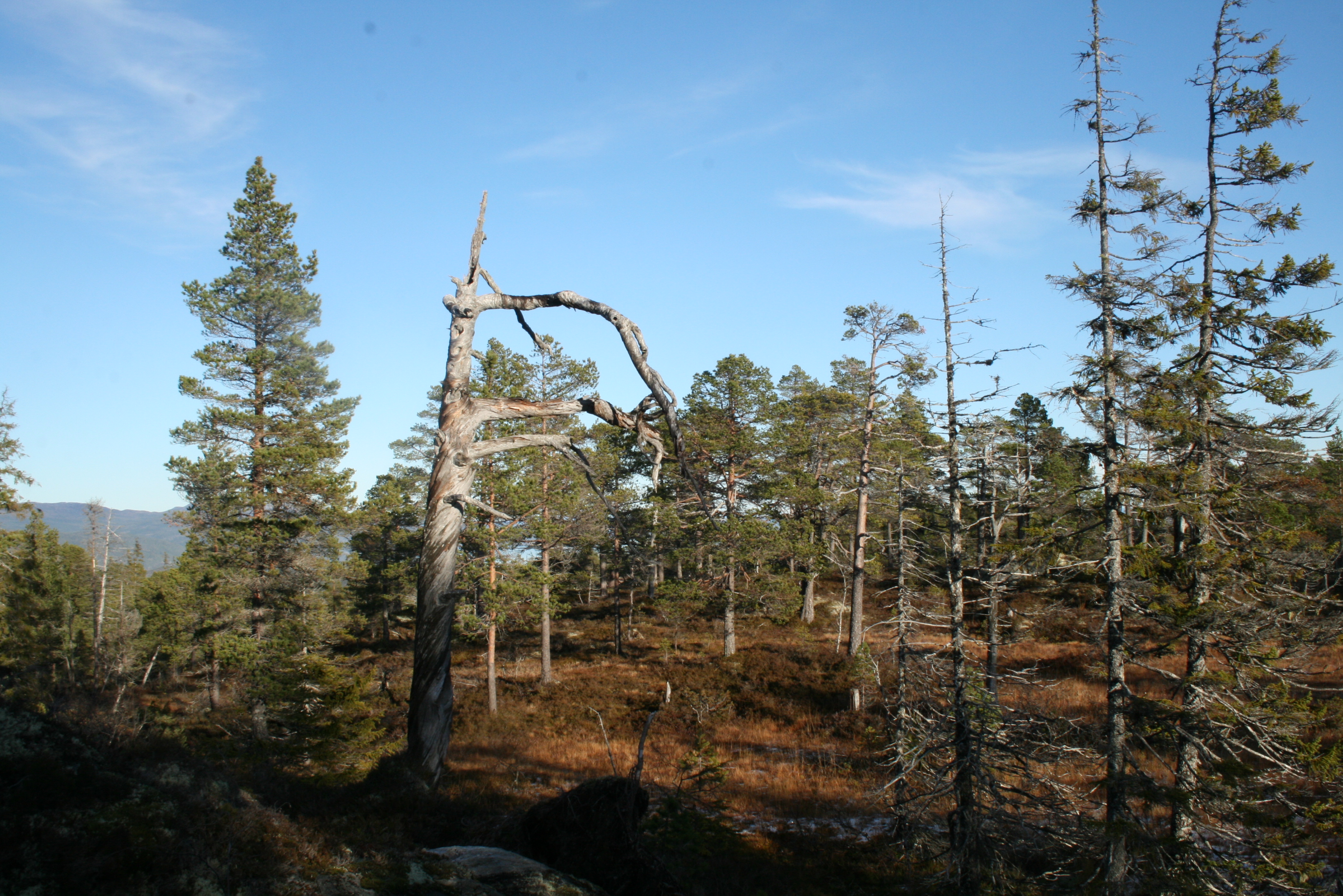 Bilde av skog i Røsheia naturreservat. Her ser vi en stor gadd (stående død ved) og noen mindre gadder i tillegg til friske furu- og grantrær. IMG_4633.JPG