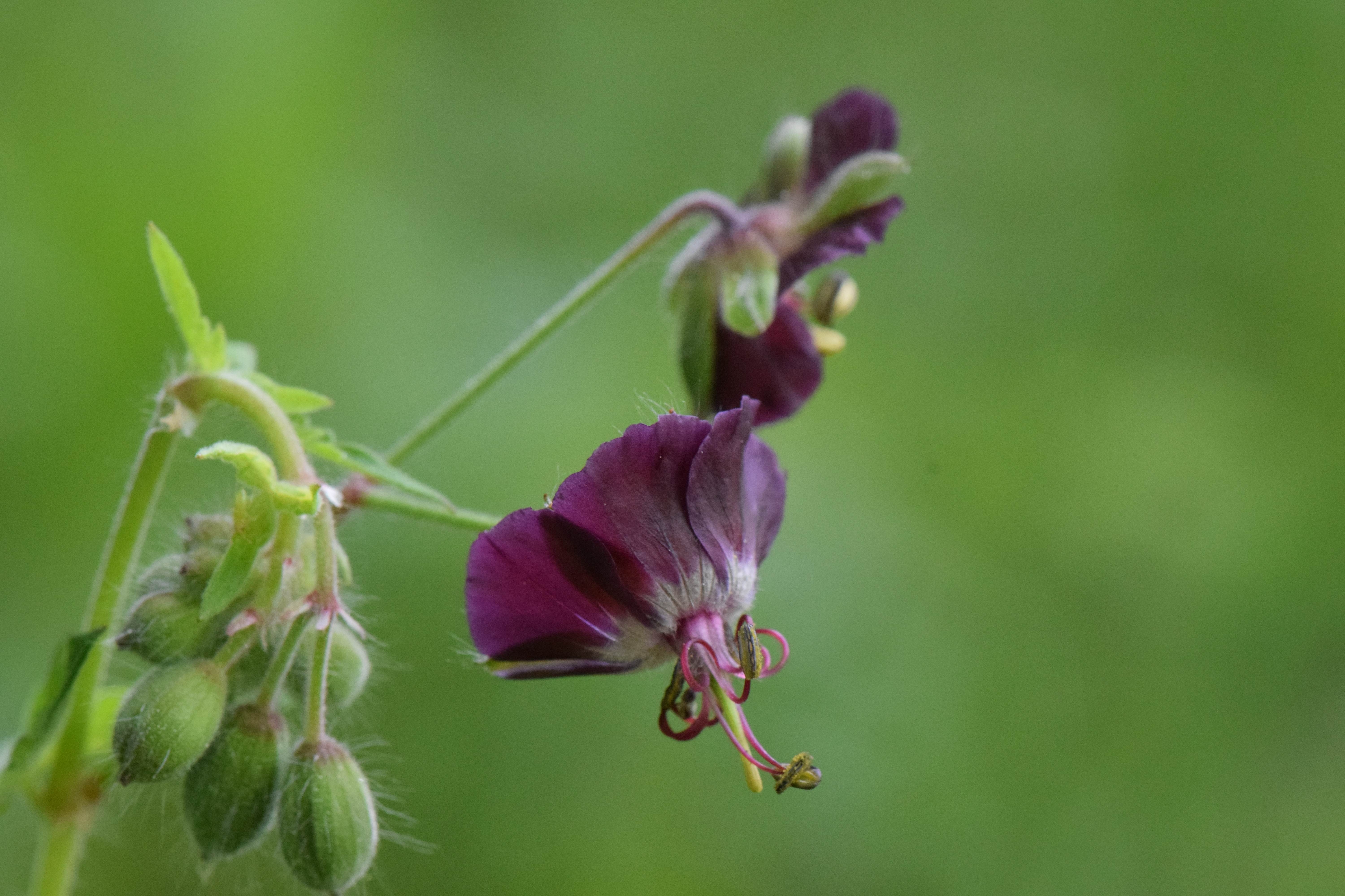 Brunstorkenebb i blomst 