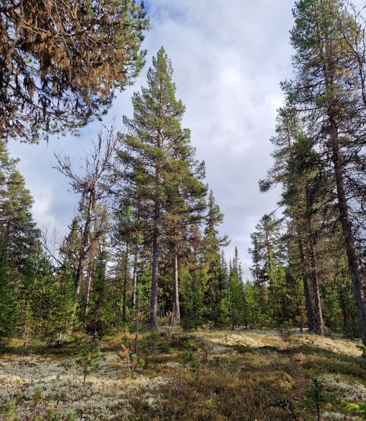 Foto av skog med vrifuru