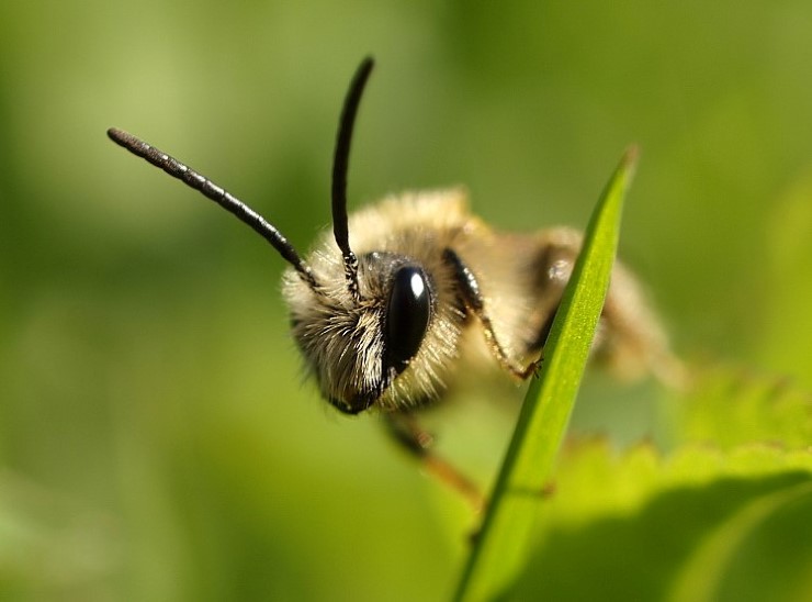 Sandbia har kring 40 artar i landet, og er ei slekt som legg bolet sitt i jorda. Larvene treng pollen, og klekkinga er ofte synkronisert med seljeblomstringa om våren. Her i Vestland har vi både truga og ikkje truga artar av sandbie.