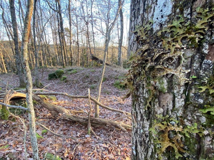 Lungenever på eldre eik, fra Joknåsen naturreservat