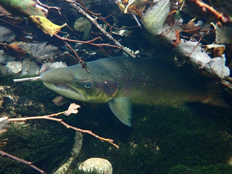 Kantvegetasjon er viktig for fisk av alle storleikar. Vegetasjonen er ei  kjelde til mat, skugge og som denne hannlaksen viser: skjul. Mangel på kantvegetasjon kan redusere fiskeproduksjonen  i eit vassdrag.
