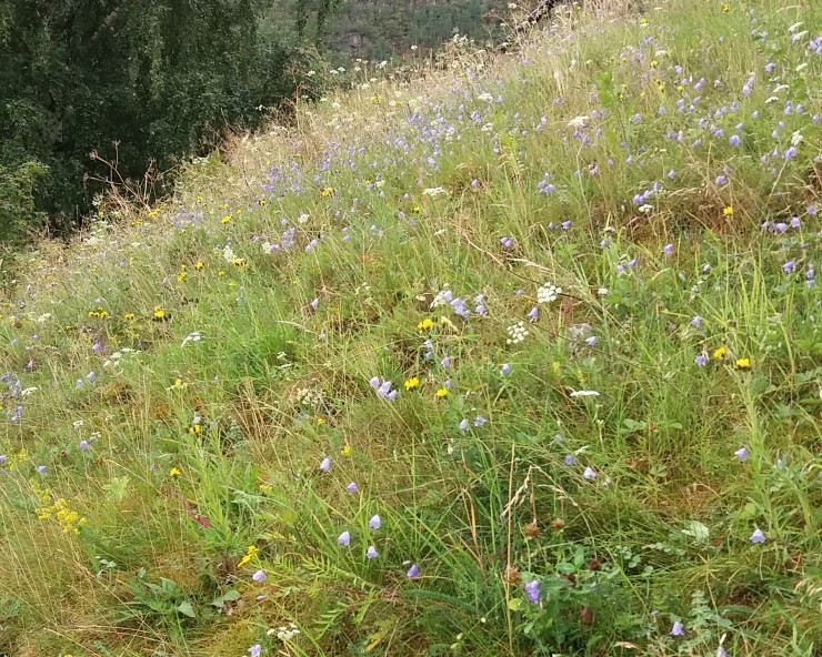 Blomsterrike turrbakkar, andre kantsoner og åkerholmar som blir skjøtta kan vere viktige for humler, bier, sommarfuglar og andre ville pollinatorar