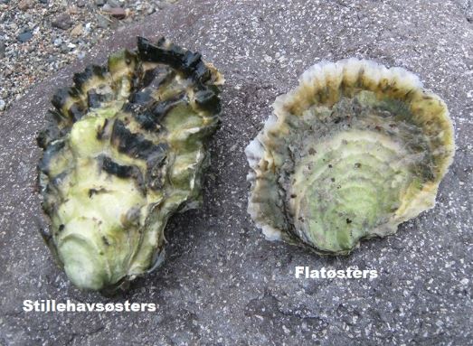 Forskjell på stillehavsøsters og flatøsters