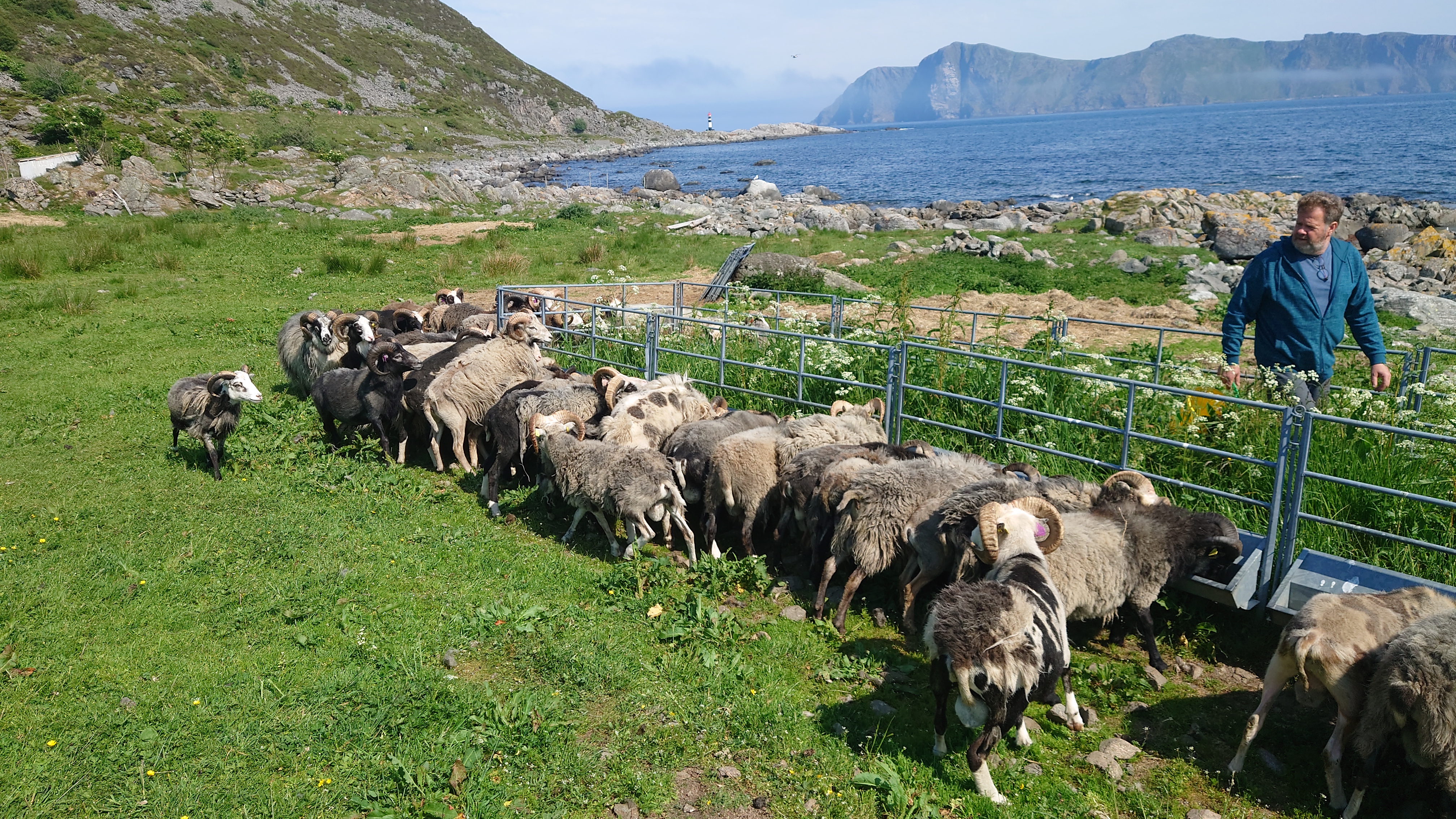 Bilde av Egil Kvalsund og villsau  bak et gjerde nede ved havet