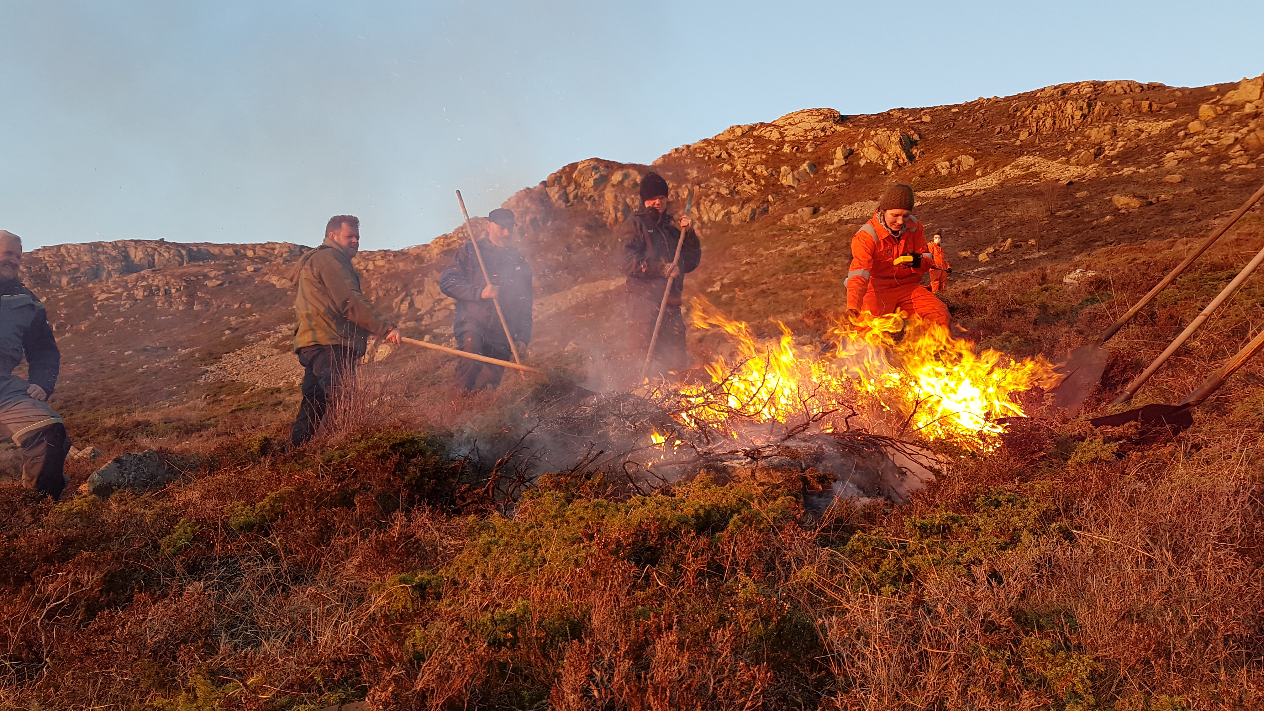 Egil Kvalsund brenn kystlyng saman med ei forskergruppe. 