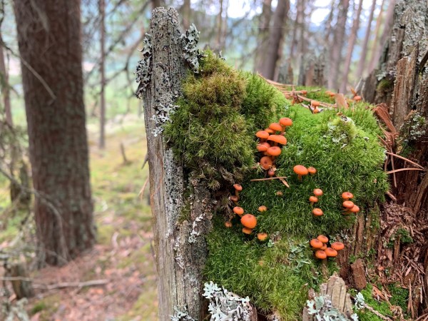 Død ved i gammelskog er et viktig element i mange av de nye verneområdene.