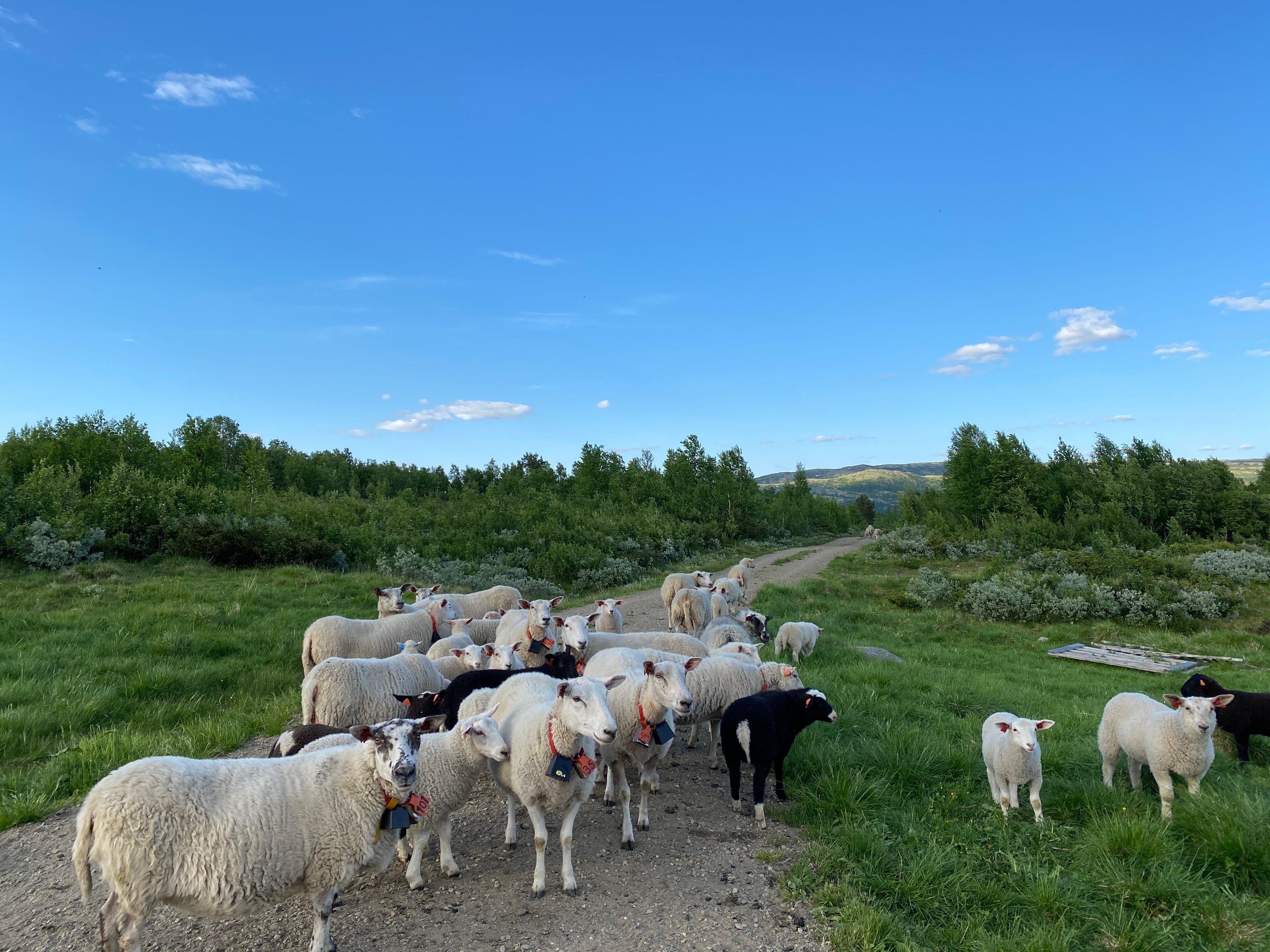Sau på fjellbeite. 