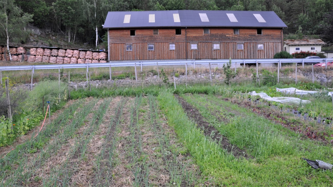 Fjøsbygning i bakgrunnen, grønnsaksrekker i forgrunnen