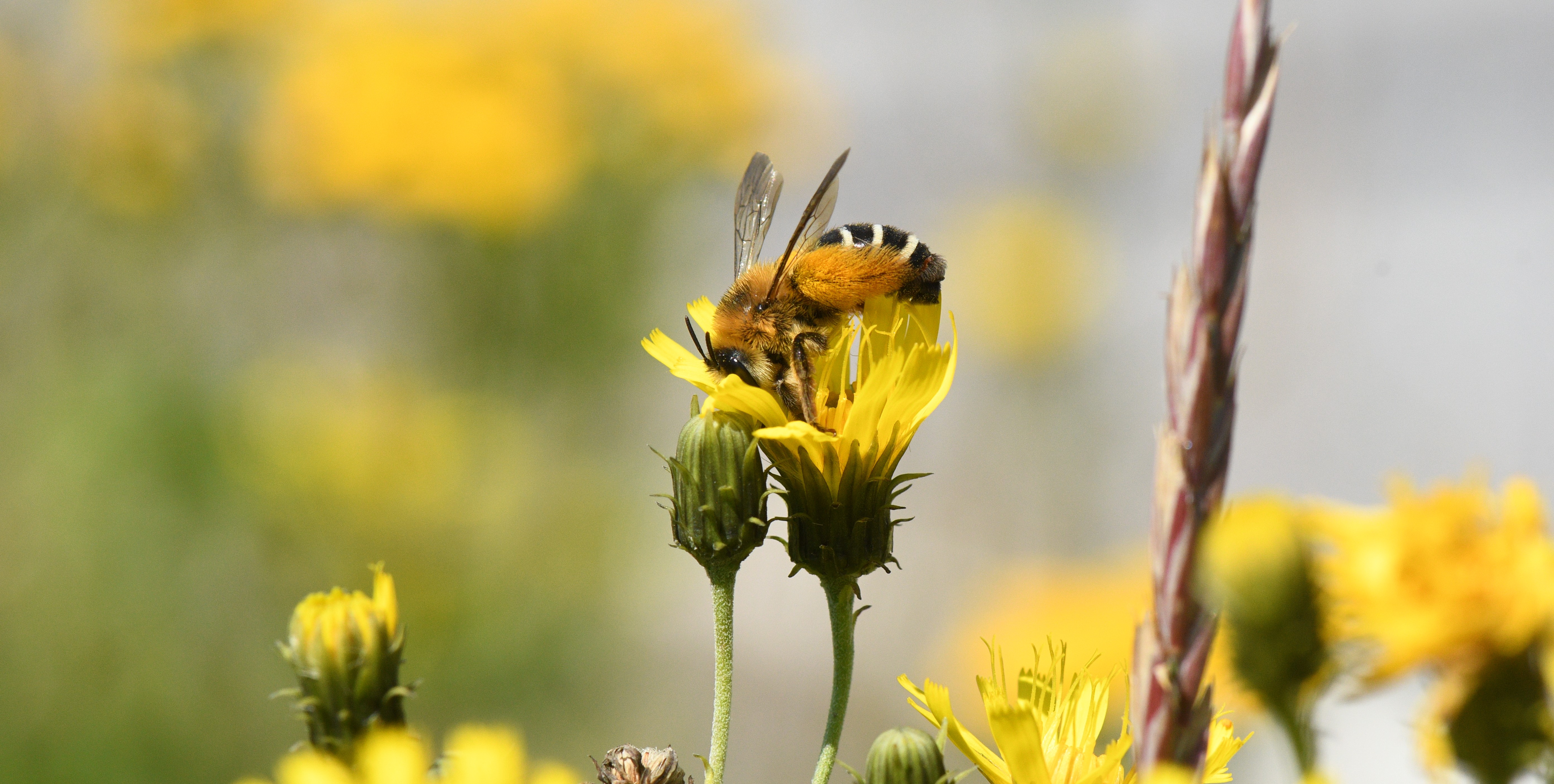 Et bilde av en bie som sitter på en gul blomst 