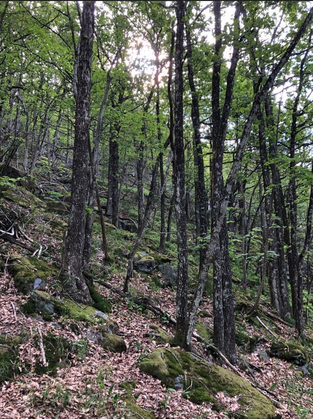 Bilde av lågurt-eikeskog i nyopprettede Try naturreservat. 
