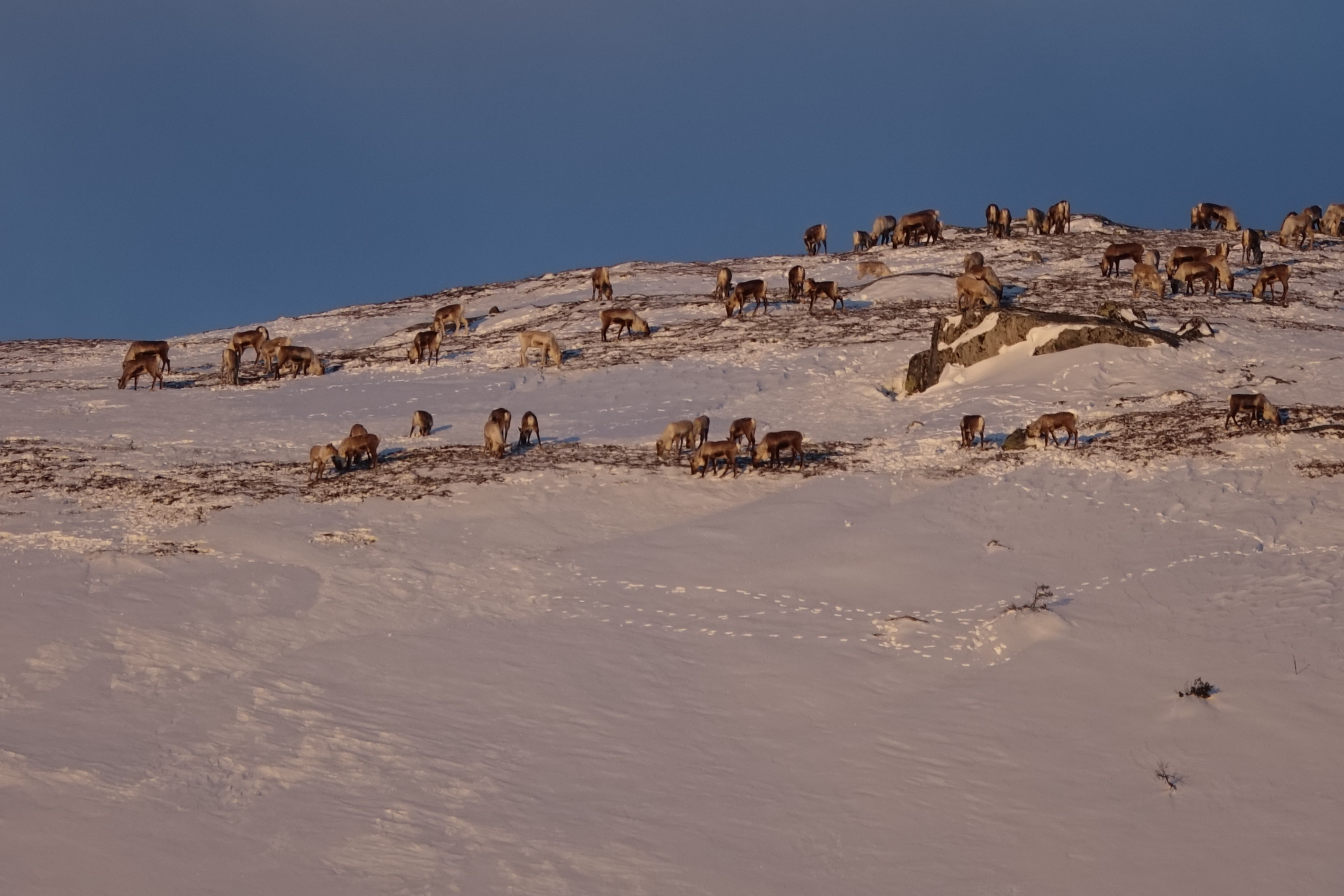 Villreinflokk som beiter på lavmatter i vinterlandskap på fjellet med blå himmel i bakgrunnen. 