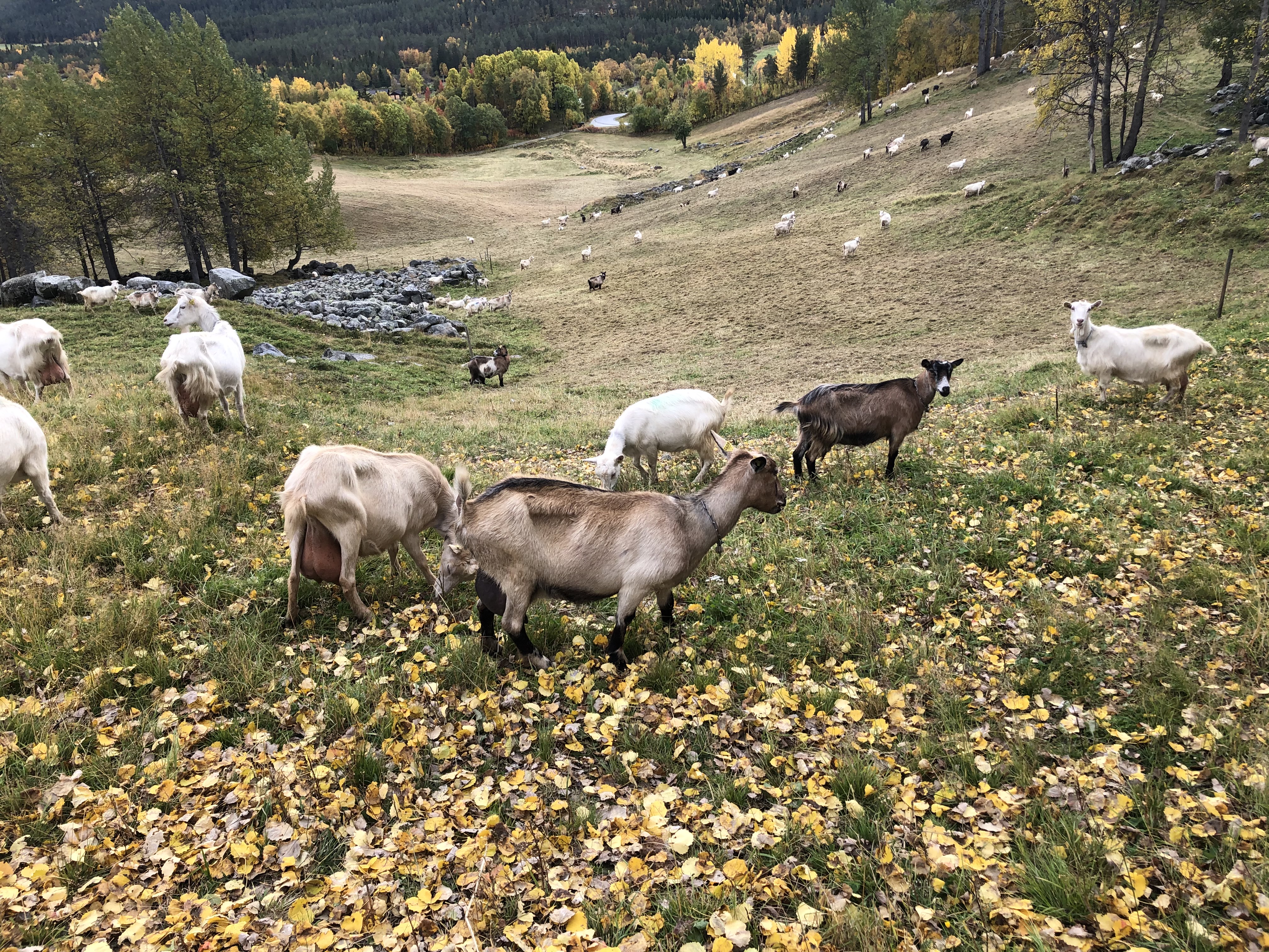 Bilde som viser geiter på beite, høstfarger på trærne