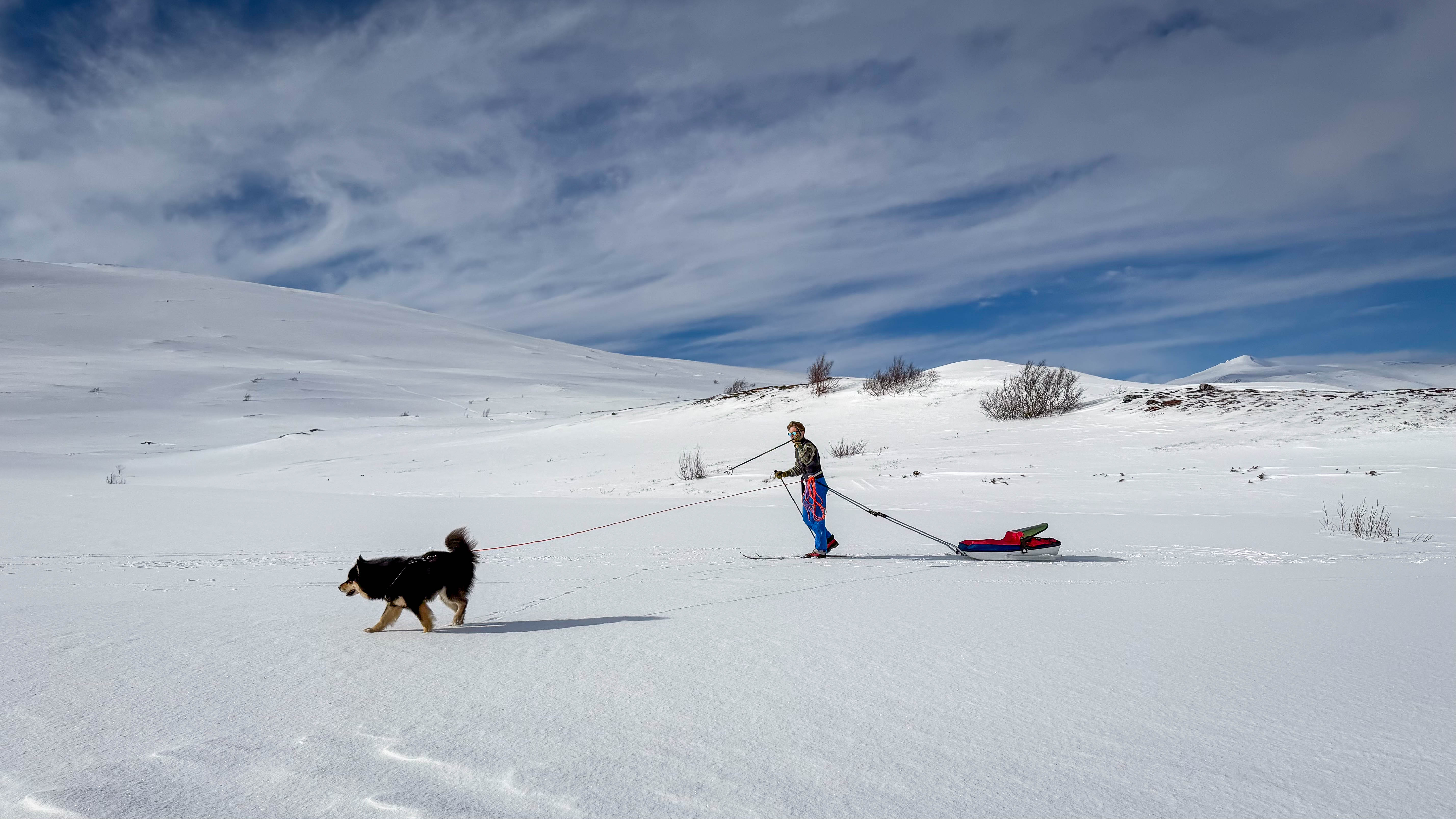 En mann går på ski og han trekker pulk. En hund går like foran.