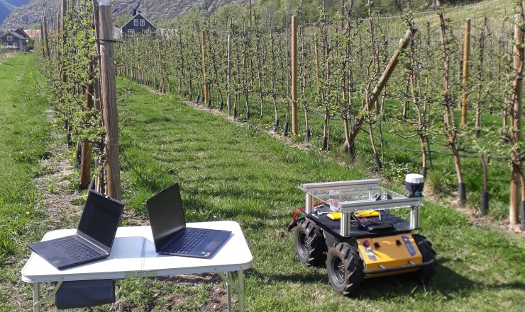 Robot klipper graset mellom radene av epletre.