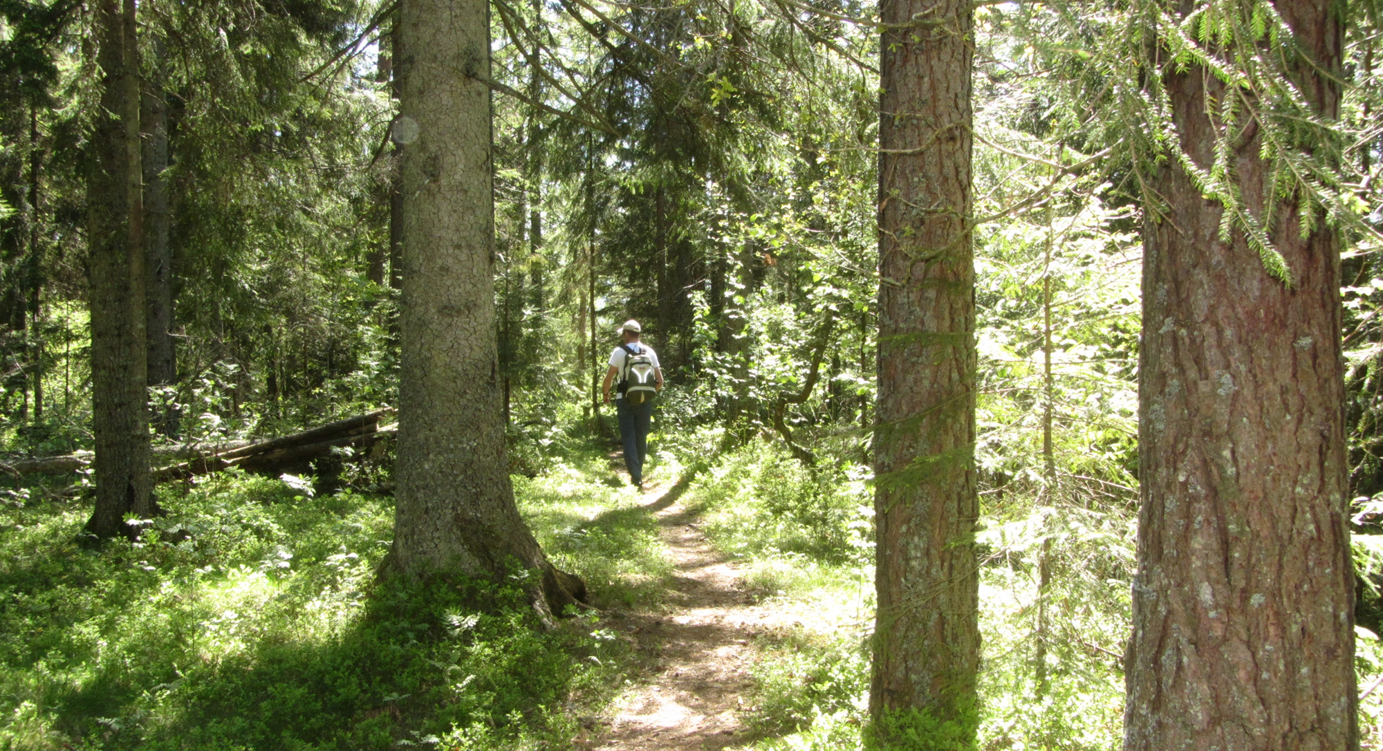 Mann som går tur i skogen
