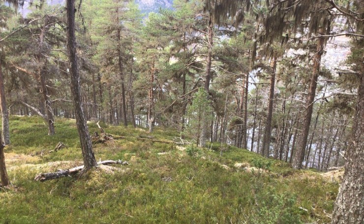 I dei høgareliggjande områda av Loftesnes veks furuskogen. Det er eit populært område å gå på tur for å få utsikt over Sogndal. Ein vil framleis kunne brenne bål, men med vernestatus er må ein anten ta med seg eiga ved heimefrå i sekken eller eventuelt plukke småkvist frå bakken til kaffikokinga. 