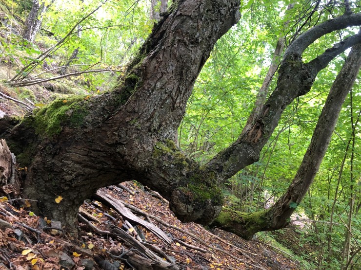 Lind er eit edellauvtre og trivst berre i utvalte, varme lommer i fylket. Lind kan ha tydinga "skjold" som skildra i Snorre-Edda, og vikingane brukte treet for å lage skjold grunna gode eigenskapar som låg vekt og fordi det er lett å skave i. Lind er ein viktig levestad for biomangfald, kanskje av same grunn?