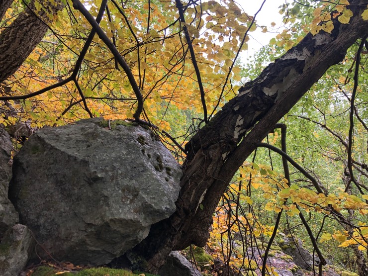 Det er bratt i dei største delane av tilbodsområdet på Loftesnes. Steinsprang er ikkje uvanleg i dei bratte liane. Trea ber preg av skadar frå ramlande stein, og bidreg med å stoppe dei frå vidare ferd ned lia.  