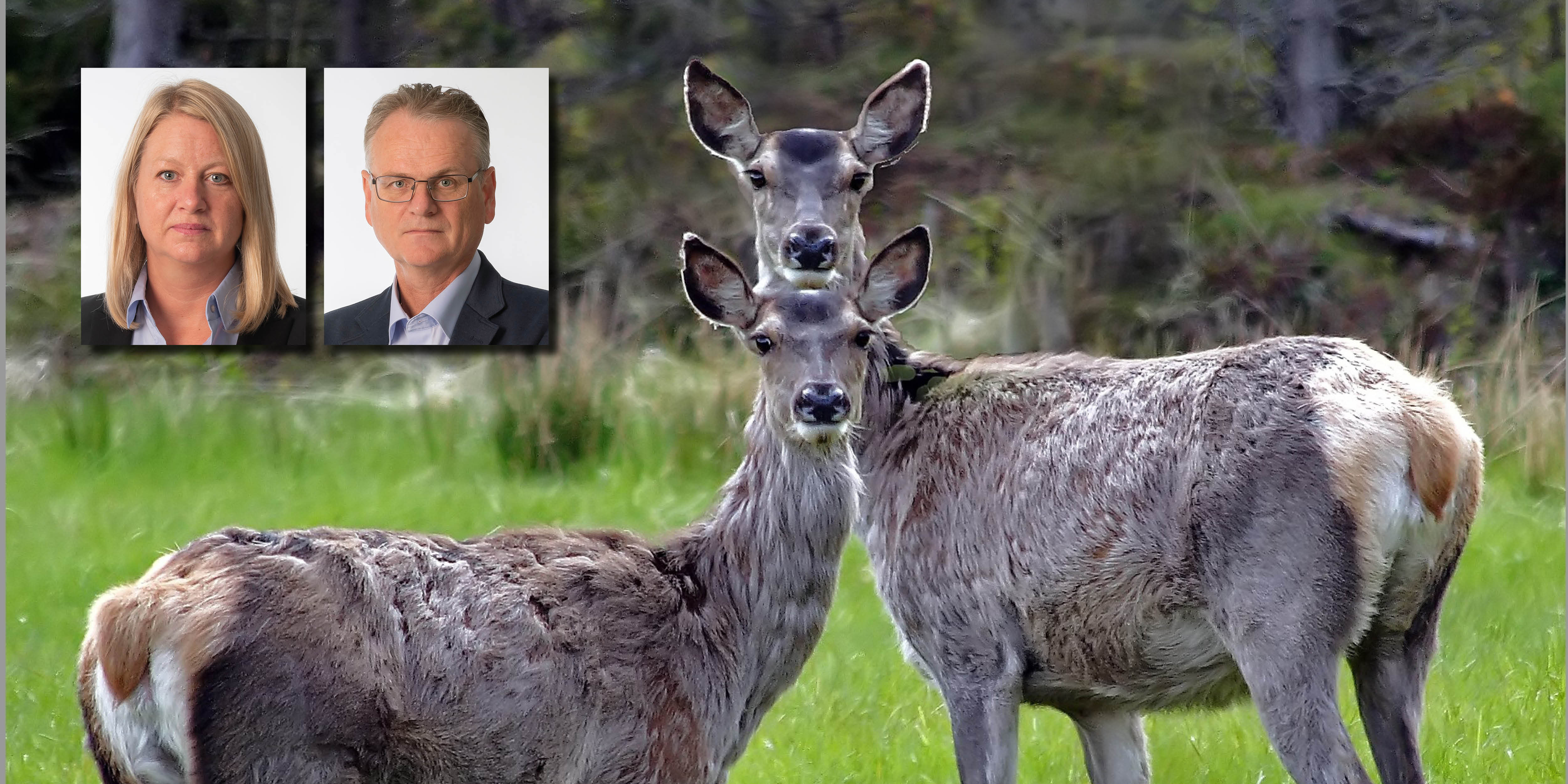 Viser hjort og portretter av Aaram og Madsøy