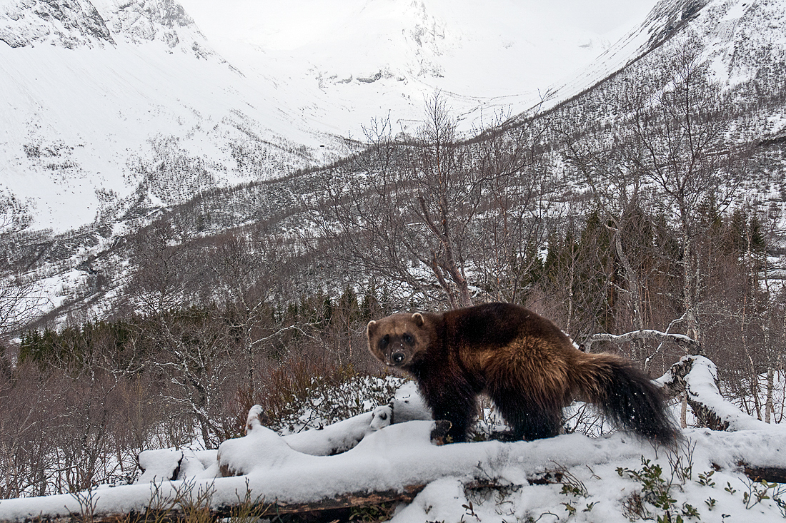 Jerv ved Øvstestølen i Langdal, Norddal kommune, ein stor skadevaldar i saueflokkar på fjellbeite. Foto: Vegard Lødøen Jerv ved Øvstestølen i Langdal, Norddal kommune, ein stor skadevaldar i saueflokkar på fjellbeite. Foto: Vegard Lødøen