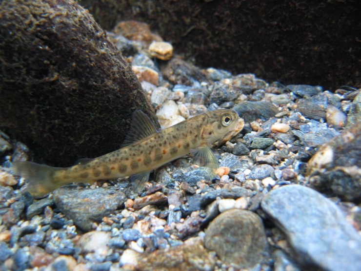 Liten fiskeunge av laks som ligg foran ein stor stein, og oppå grusen i ei elv.
