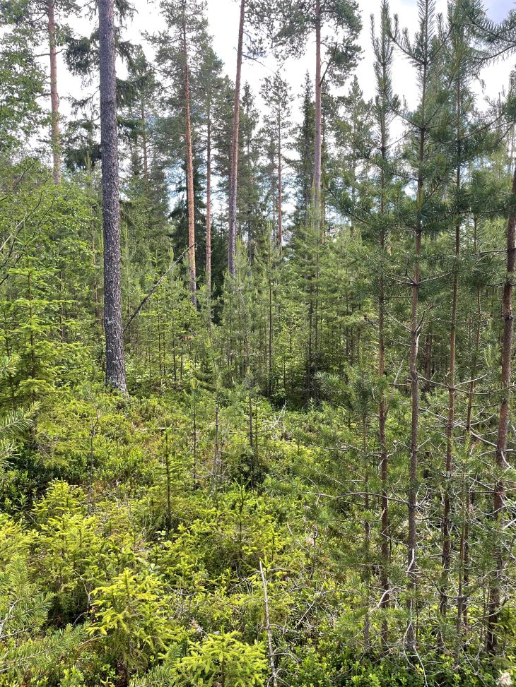 Foto av skog