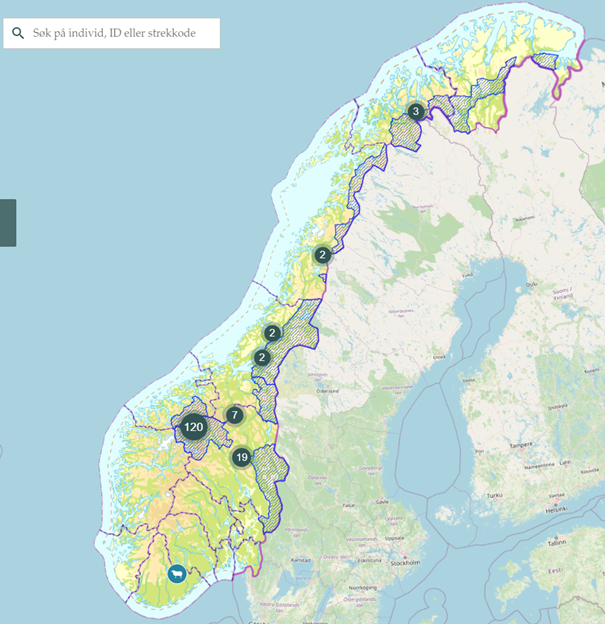 Figur som viser Dokumenterte og antatt sikre lam drepe av jerv i perioden 01.04-05.09.2024. 